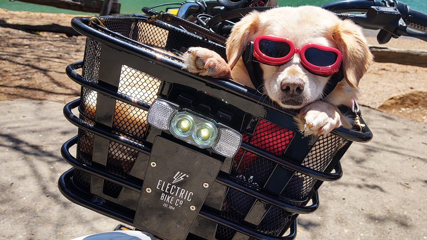 A Pawesome Accessory for Pet Owners