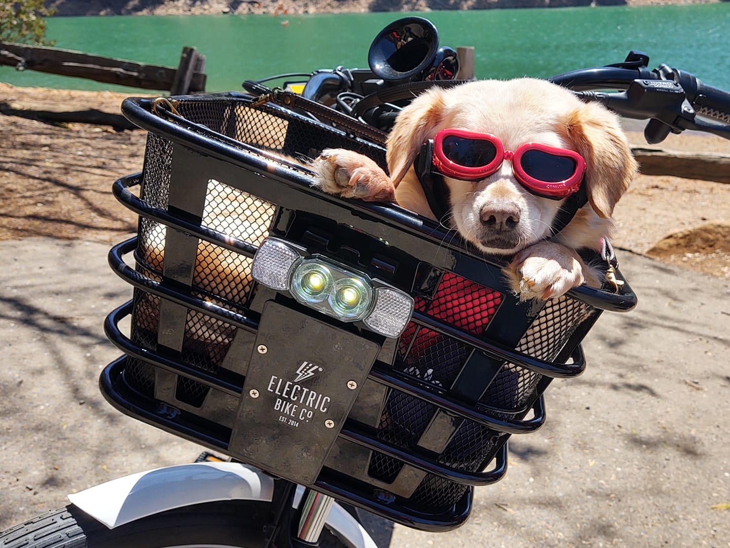 A Pawesome Accessory for Pet Owners